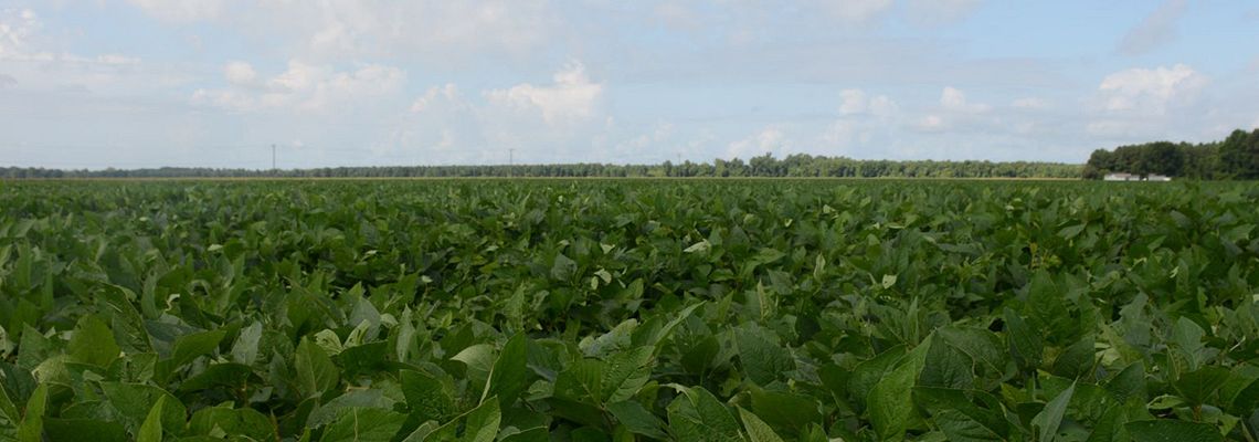 Soybeans