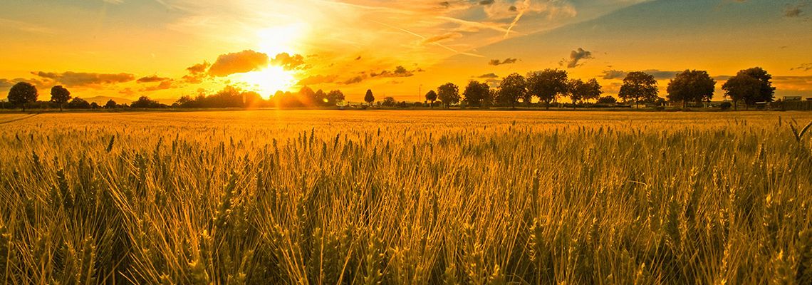 Wheat