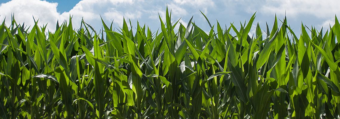 Corn